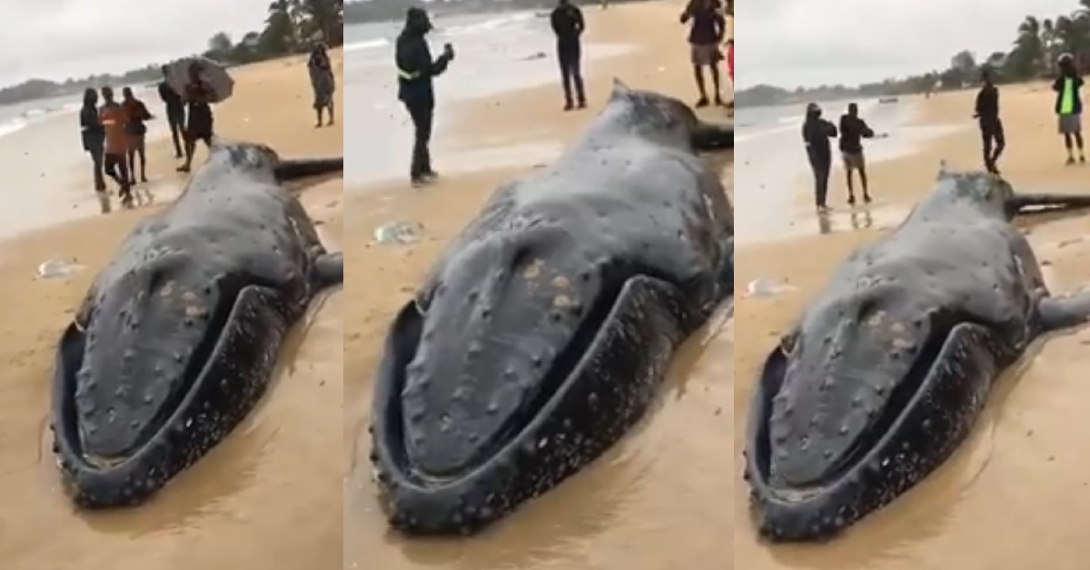 Gigantic Whale Found Alive at Lumley Beach in Freetown (Video)