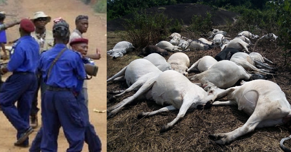 Sierra Leone Police Arrests Man For Killing 27 Cows Inside The Bush