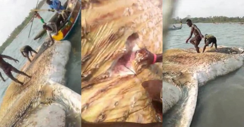 Sierra Leone Fishermen Butchered Another Fish Stranded at The Sea (Video)