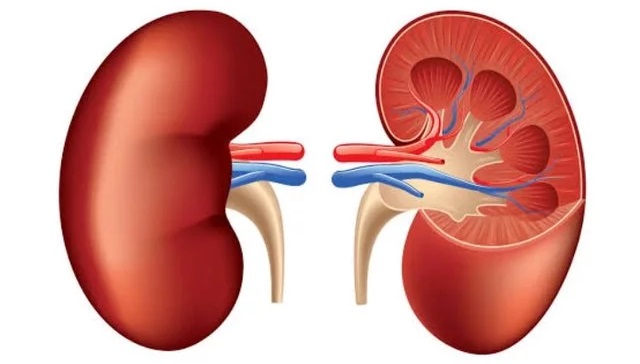 Your Kidney is in Danger if You Start Seeing These Symptoms