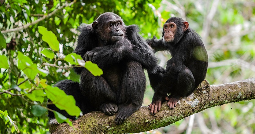 Sierra Leone Police Rescues Two Chimpanzees in Port Loko