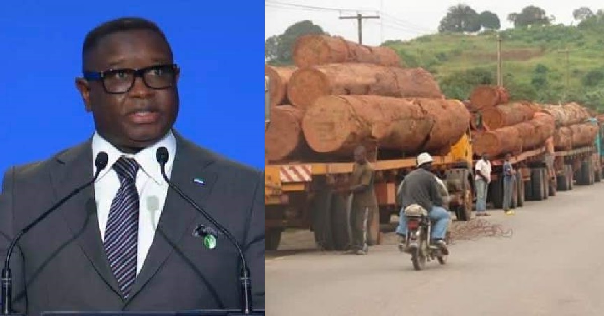 Rampant Timber Logging Affecting Koinadugu’s Socio-Economic Output