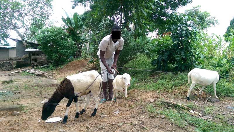 Court Sentence Man to 12-Months-Imprisonment For Stealing Sheep