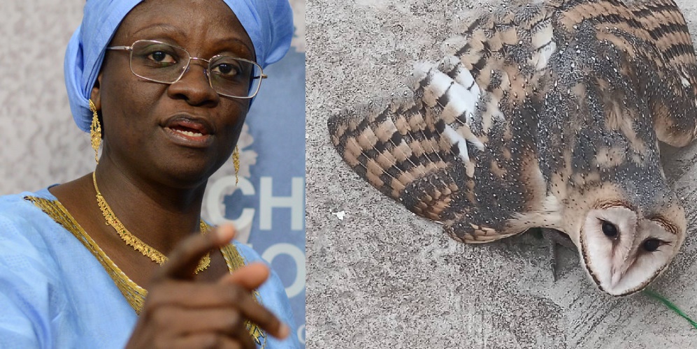 Sylvia Blyden Raises Alarm Over Mysterious Witch Bird Found in Her Compound Today