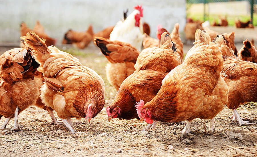 Ghana Bans Export of Poultry Feed to Sierra Leone