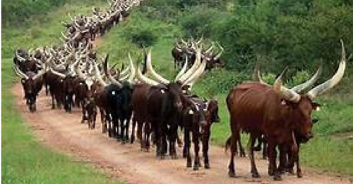 Cattle Rearing Poses Threat to Farming in Kono