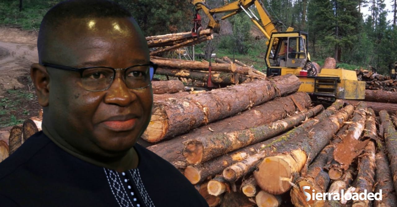 BREAKING: Government of Sierra Leone Suspends Timber Logging and Transportation