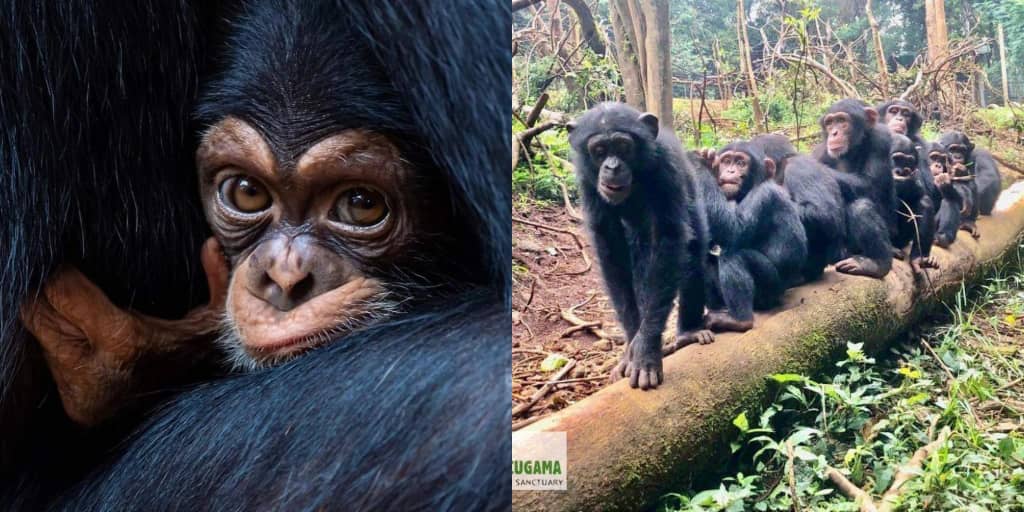 Tacugama Chimpanzee Sanctuary Left Handicapped