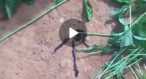 Sierra Leonean Woman Found Snake And Centipede Inside ‘Krain Krain Tie’ in Kono( Video)