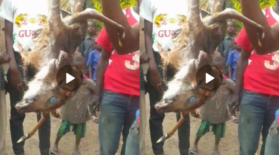 Two-Headed Deer Killed in Diansokorola Village, Sierra Leone (Video)