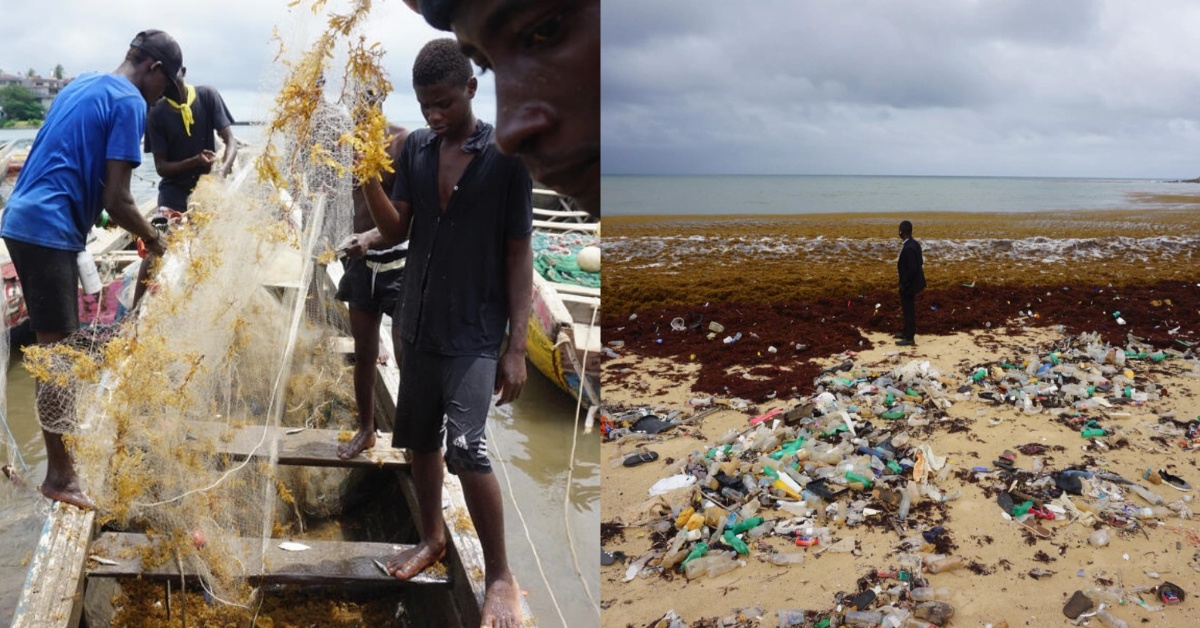 Seaweed Onslaught Disrupts Sierra Leone Fishing and Tourism