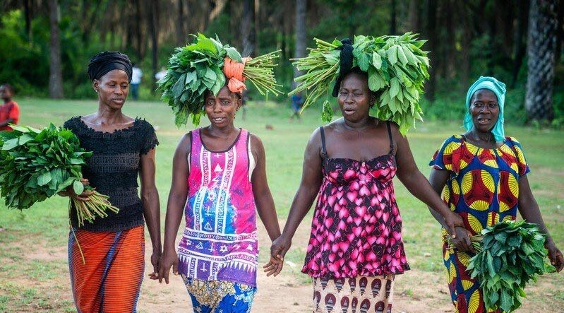 WFP REPORT: How School Feeding Empowers Parents to Grow And Sell Vegetables in Sierra Leone