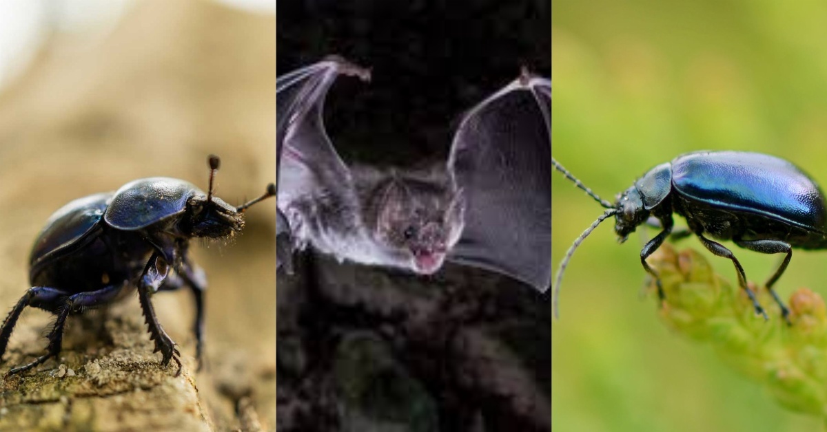 Bats, Insects Overtake Health Centres in Pujehun District