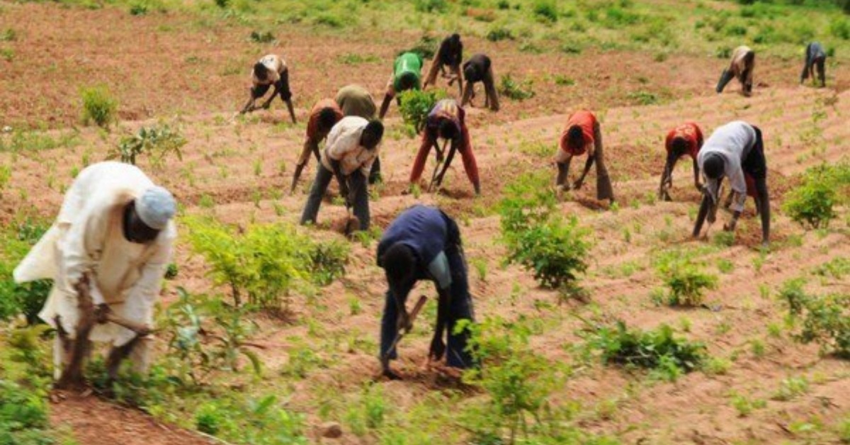 WARD-C Partners With Ministry of Agriculture to Train Farmers on Agronomy Practices