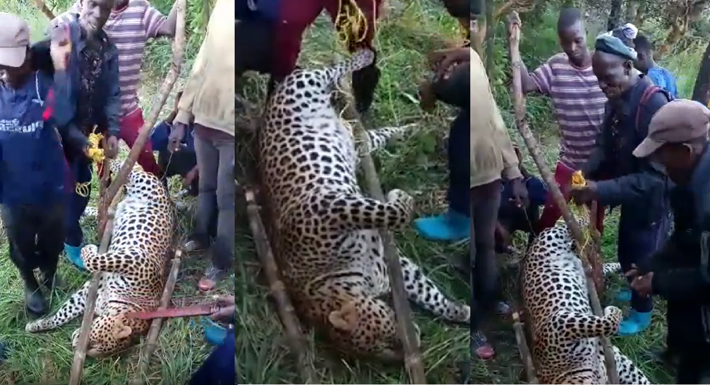 Sierra Leoneans Capture Leopard in Koinadugu