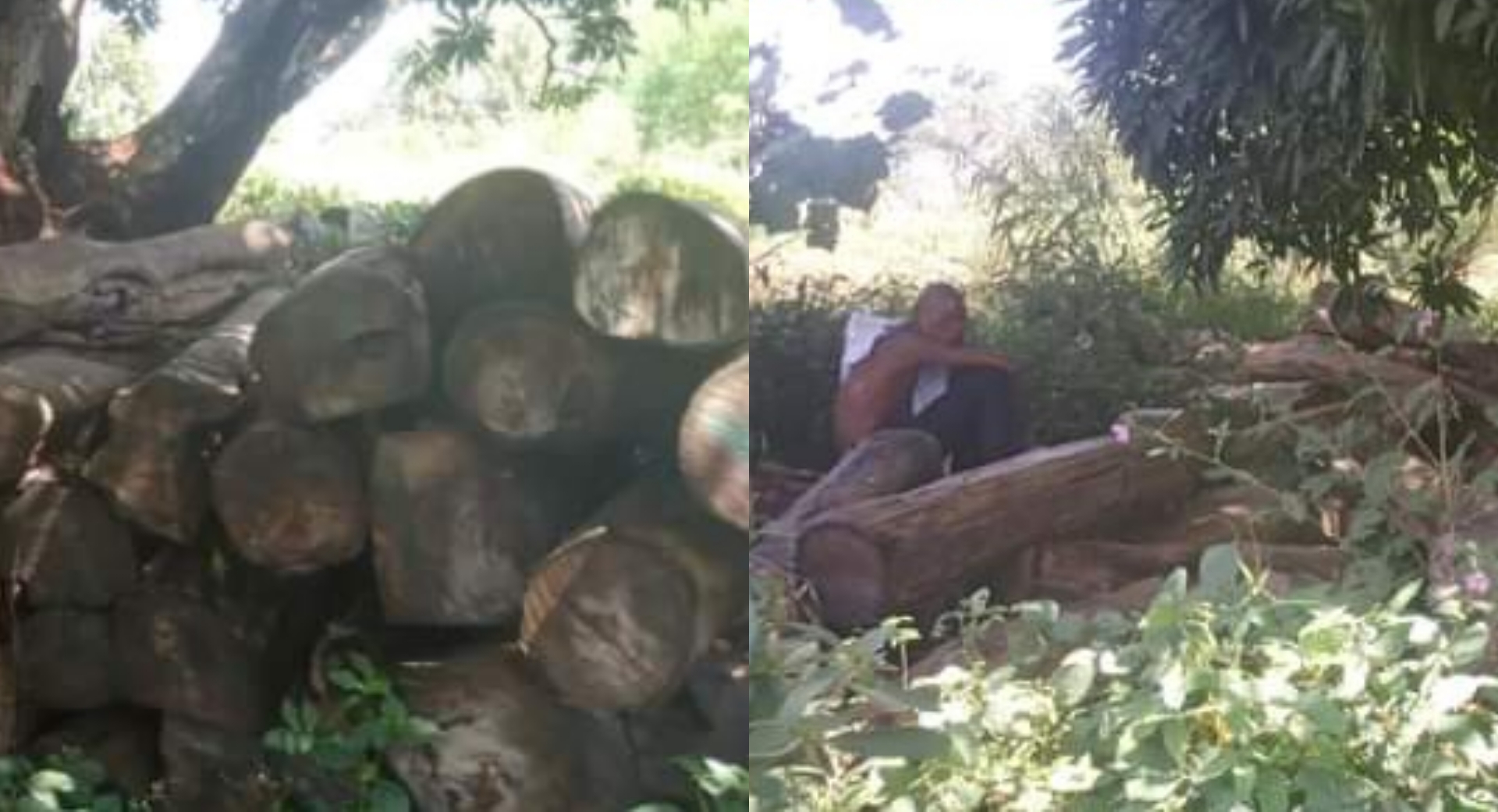 Kabala Timber Activities Resume With Bleak Future After Months long Suspension