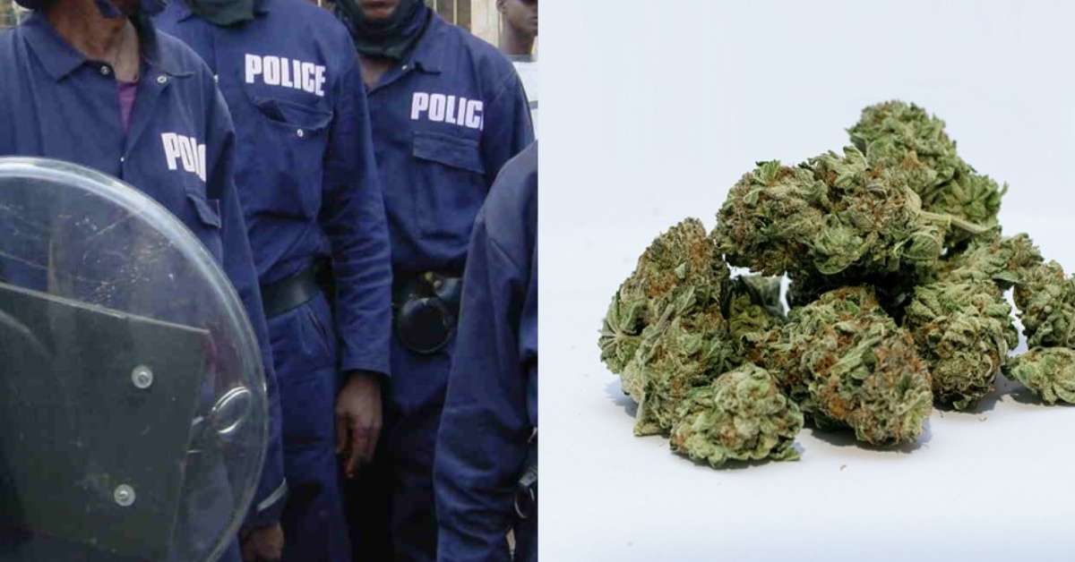 4 Police Officers Pleads Guilty Of Kush, Cannabis Sativa
