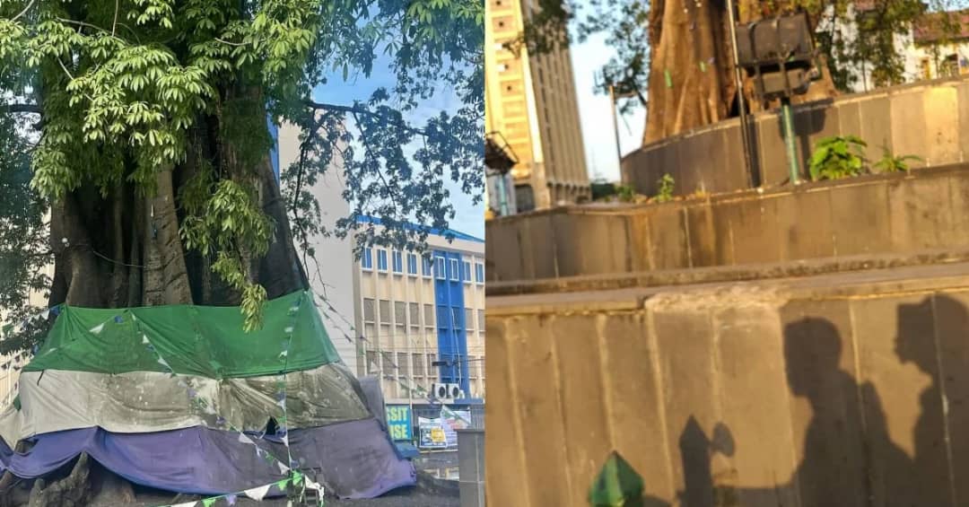 Worn-out Sierra Leone Flag Removed From Cotton Tree Following Criticisms on Social Media