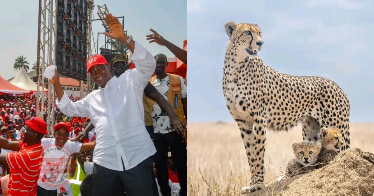 Oped: APC is a Leopard!