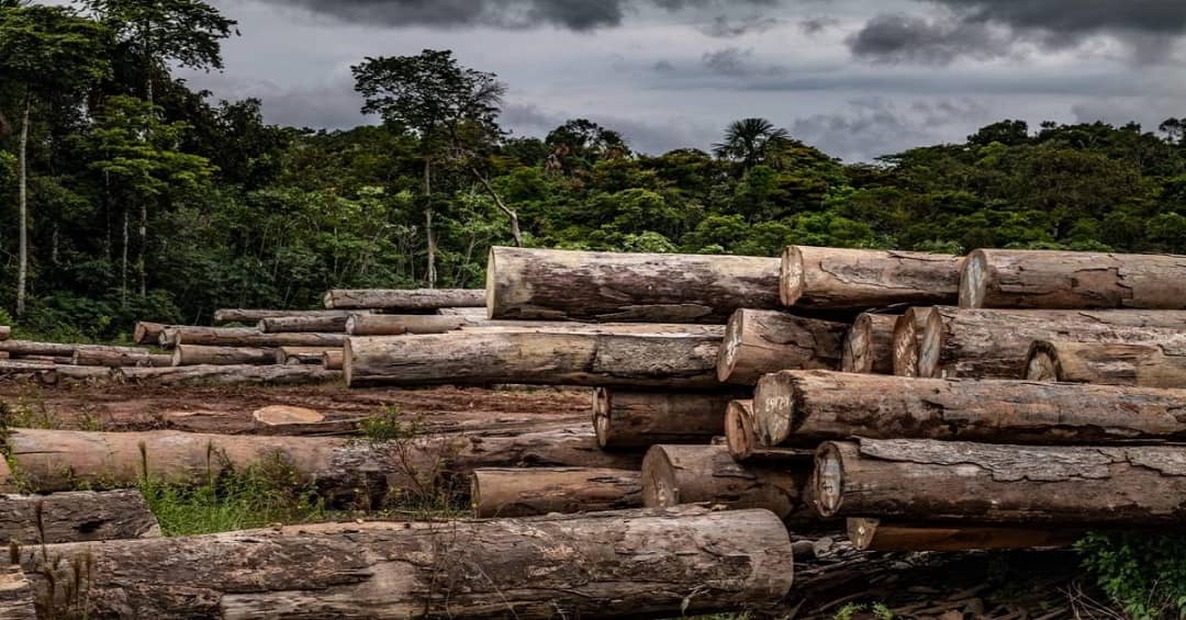Environmental Activists Decry Worsening Deforestation in Kabala