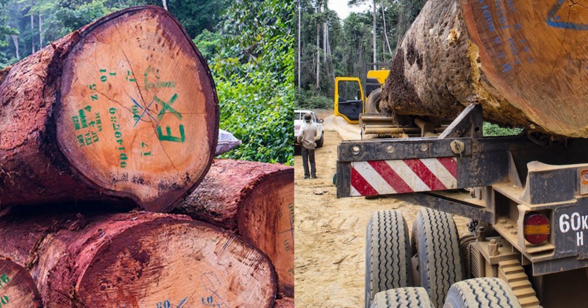 “Timber Smuggling on the Rise” – NRA Assistant Commissioner