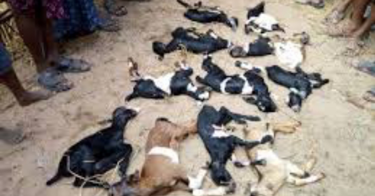 More Than 50 Animals Mysteriously Found Dead in Kenema