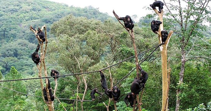 Two Chimpanzees Escape From Tacugma Sanctuary