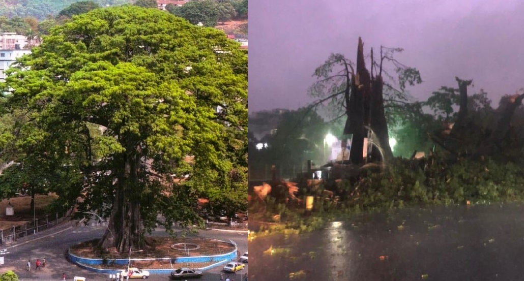 Freetown’s Iconic Cotton Tree Falls Down