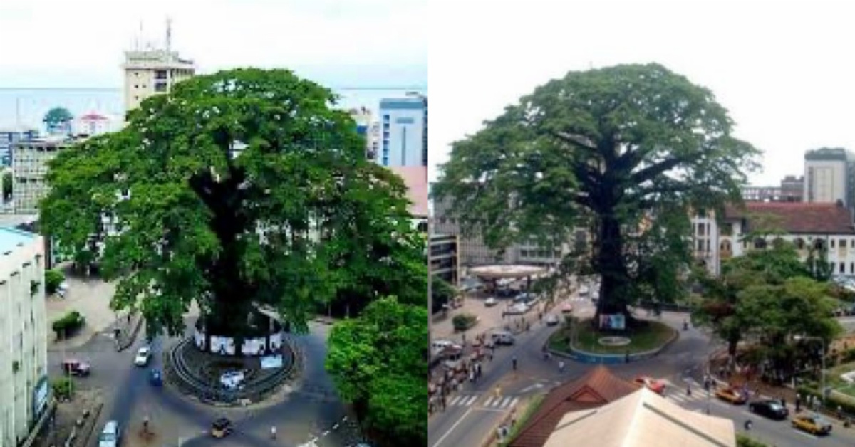 The Historic Importance of Freetown’s Iconic Cotton Tree