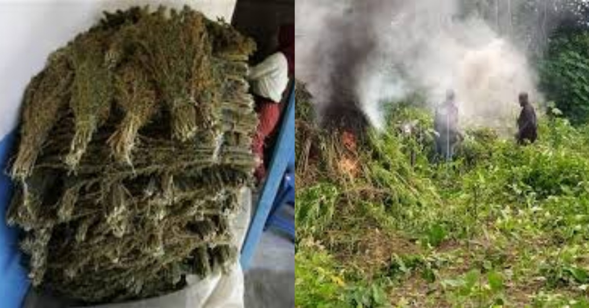 842.9kg Marijuana Confisticated, 5 Farms Destroyed at Kerry Town