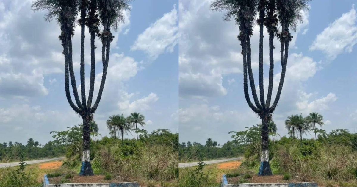 Six-in-one Palm Tree Discovered in Pujehun District