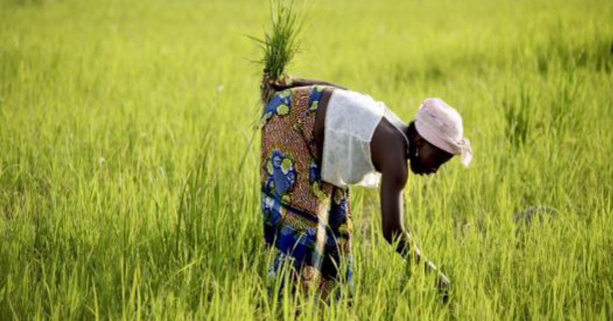 Sierra Leone to Benefit From $5 Million Rice Investment