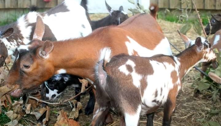 Ceremonial Chief in Yoni Mabanta Chiefdom Accused of Stealing Goats