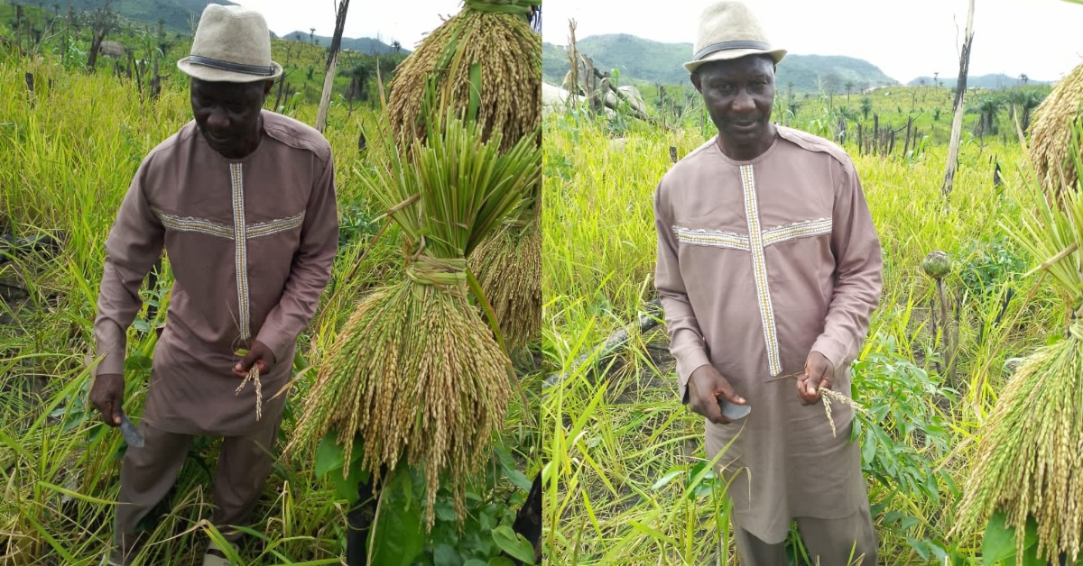Paramount Chief of Kafe Chiefdom Cultivates Over 30 Acres of Rice