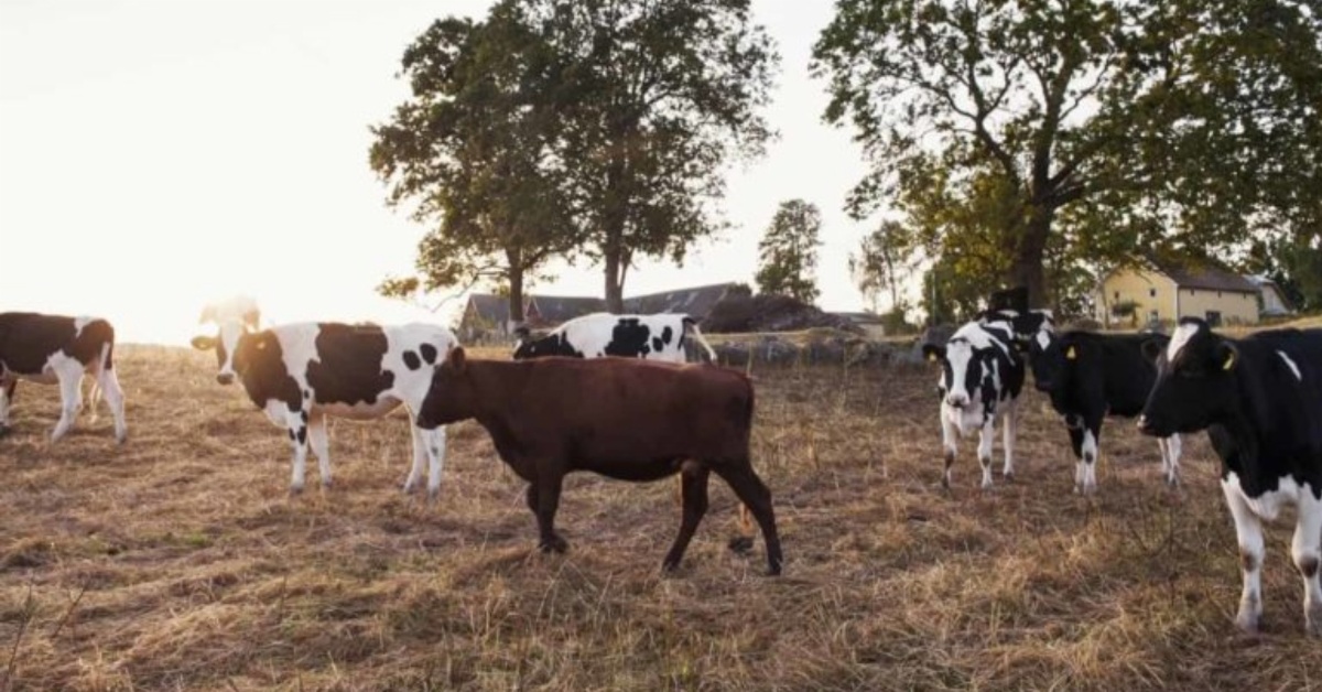 Paramount Chief of Kori Bans Free-Range Cattle Rearing.