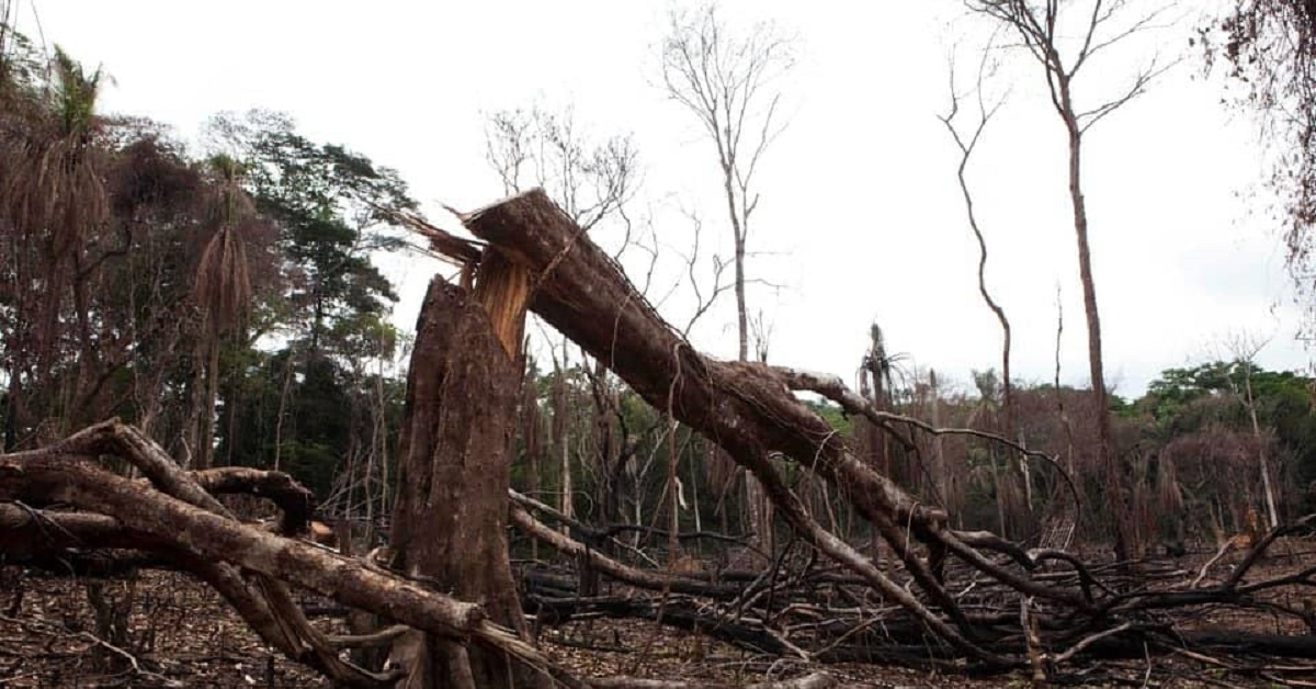 Sierra Leone’s Capital Under Threat from Deforestation, UN Report Says