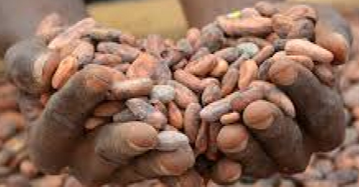 Sierra Leone’s Cocoa Industry Ranks Third in Export Revenue