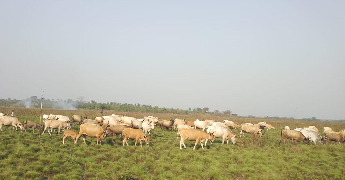 Cattle Rearing Poses Threat to Farming Activities in Kholifa Mabang Chiefdom