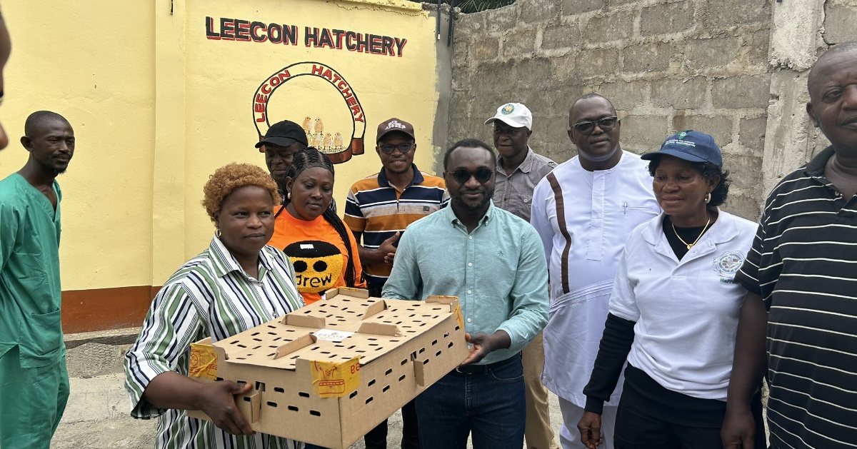 Leecon Hatchery Starts Operations in Makeni, Produces 10,000 Day-Old Chicks Weekly