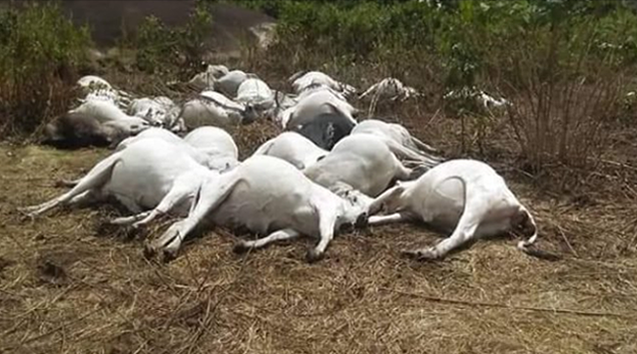 Thunder Strikes 28 Cows to Death in Falaba District