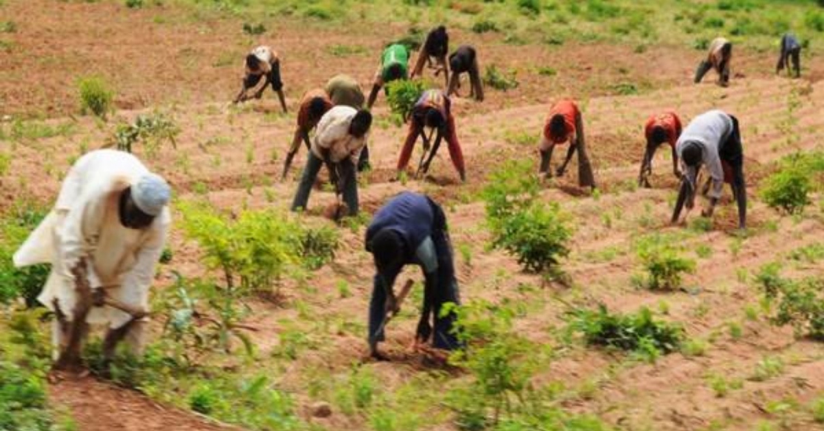 Minister of Agriculture Announces Low-Interest Loans for Sierra Leonean Farmers