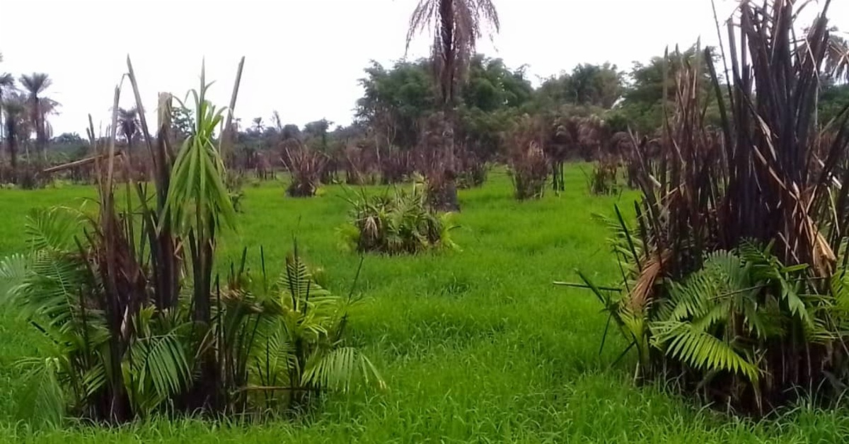 Pujehun District Council Chairman Cultivates Extensive Rice Farm to Support Feed Salone Agenda