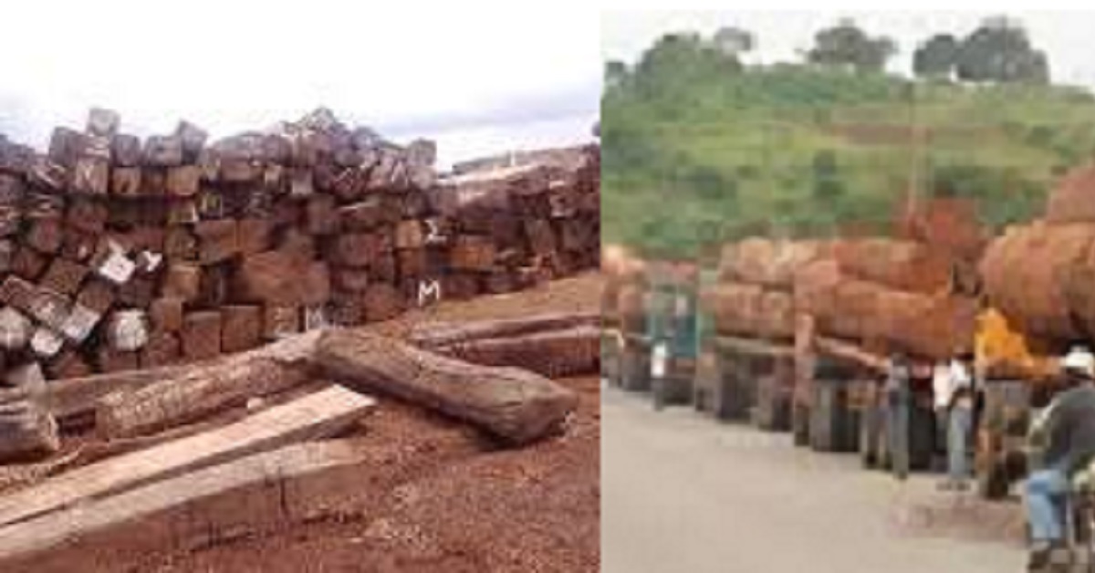 Police Accused of Siding With Illegal Timber Association