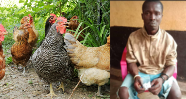 Man Arrested For Fowl Theft And Kush Possession in Kenema