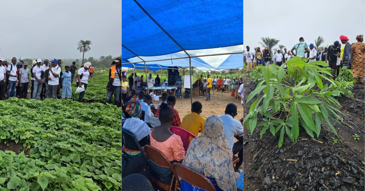 Sierra Leone Agricultural Research Institute Hosts Open Field Day in Port Loko