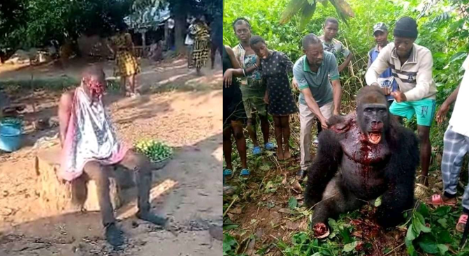 Man in Critical Condition After Being Attacked by Chimpanzee in Kambia