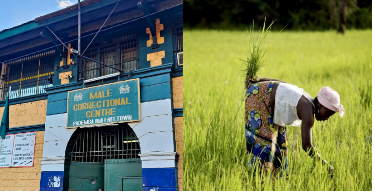 Correctional Service Embarks on Large-Scale Farming to Ease Government Pressure