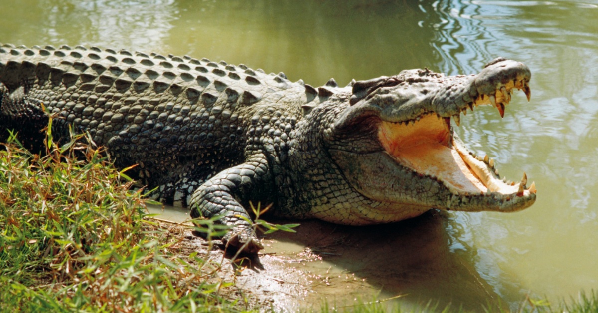 Crocodile Attacks Claim Four Lives in Kenema District