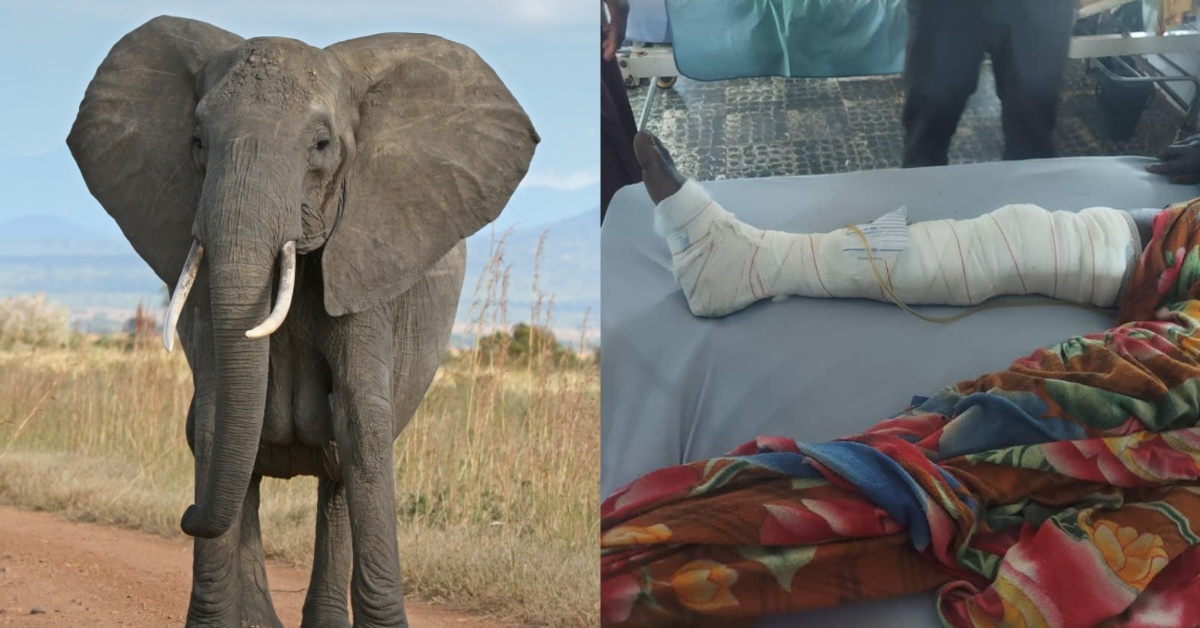 Survivor of Elephant Attack Seeks Traditional Healing After Hospital Discharge