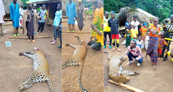 Falaba Hunter Narrates How He Captured And Killed Leopard in Viral Photo